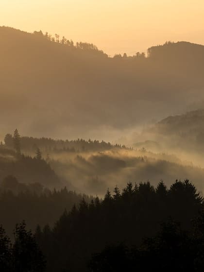 Layered forested ridges under morning mist, lit gold by a low sun.